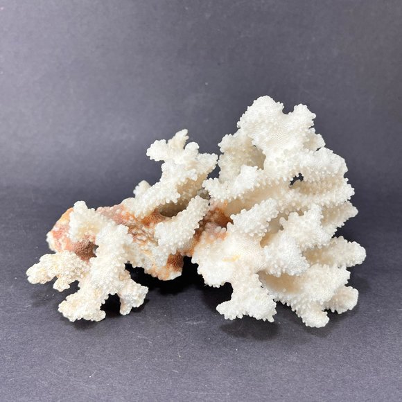 Natural White Coral Brown Stem Cluster Nautical Coastal Aquarium Decor 7" x 5" - Picture 5 of 13